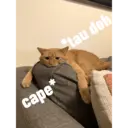 ملصق