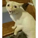 Límmiði