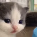 ملصق
