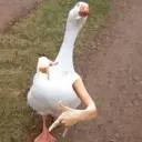 Límmiði