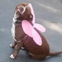 ஸ்டிக்கர்