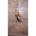 اسٹیکر