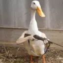 ਸਟਿਕਰ