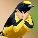 ਸਟਿਕਰ