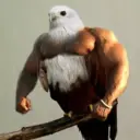 ਸਟਿਕਰ