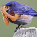 ਸਟਿਕਰ