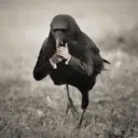 ਸਟਿਕਰ