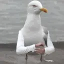 ਸਟਿਕਰ