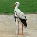 ਸਟਿਕਰ