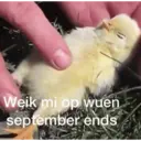 Límmiði