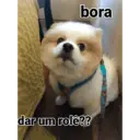 Pelekat