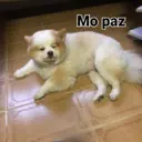 Pelekat