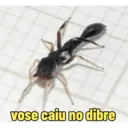 ස්ටිකර්