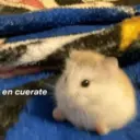 Figurinha