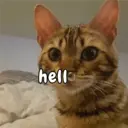 Կպչուն պիտակ