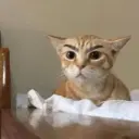 Կպչուն պիտակ