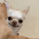 Samolepka