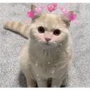 스티커