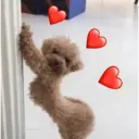 ملصق