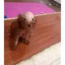 ملصق