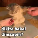 Límmiði