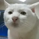 Stika