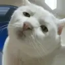 Stika