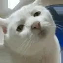 Stika