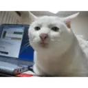 Stika