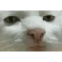 Stika