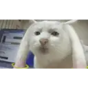 Stika