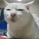 Stika