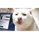 Stika