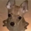 Կպչուն պիտակ