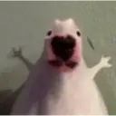 Կպչուն պիտակ