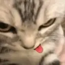 Կպչուն պիտակ