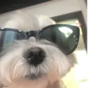 Կպչուն պիտակ