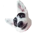 Стикер