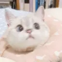 贴纸
