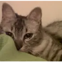 స్టికర్