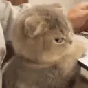 ステッカー