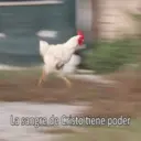 Samolepka