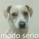 Límmiði