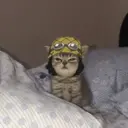 Figurinha