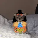 Figurinha