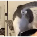 Stika