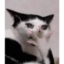 Stika