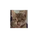 Stika