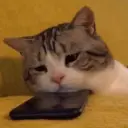 Stika