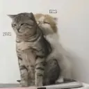 Stika